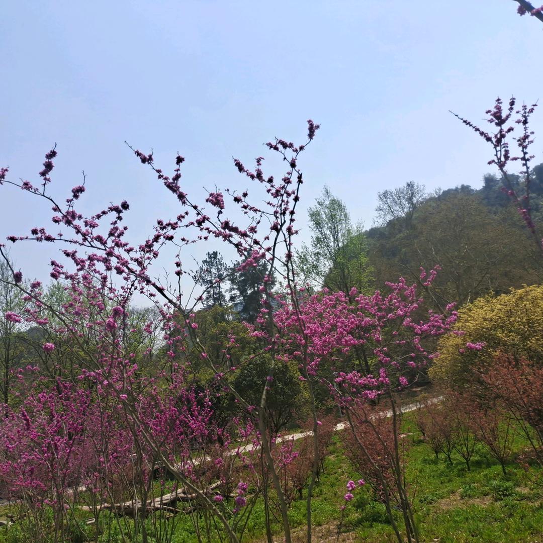 露朝天