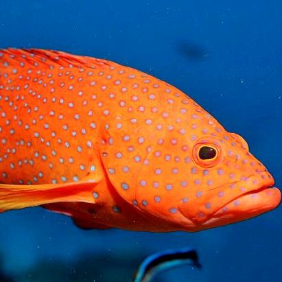 石斑鱼海鲜福利专场