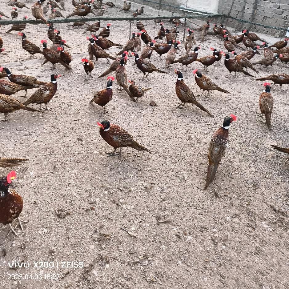 东骏生态养殖综合好物店