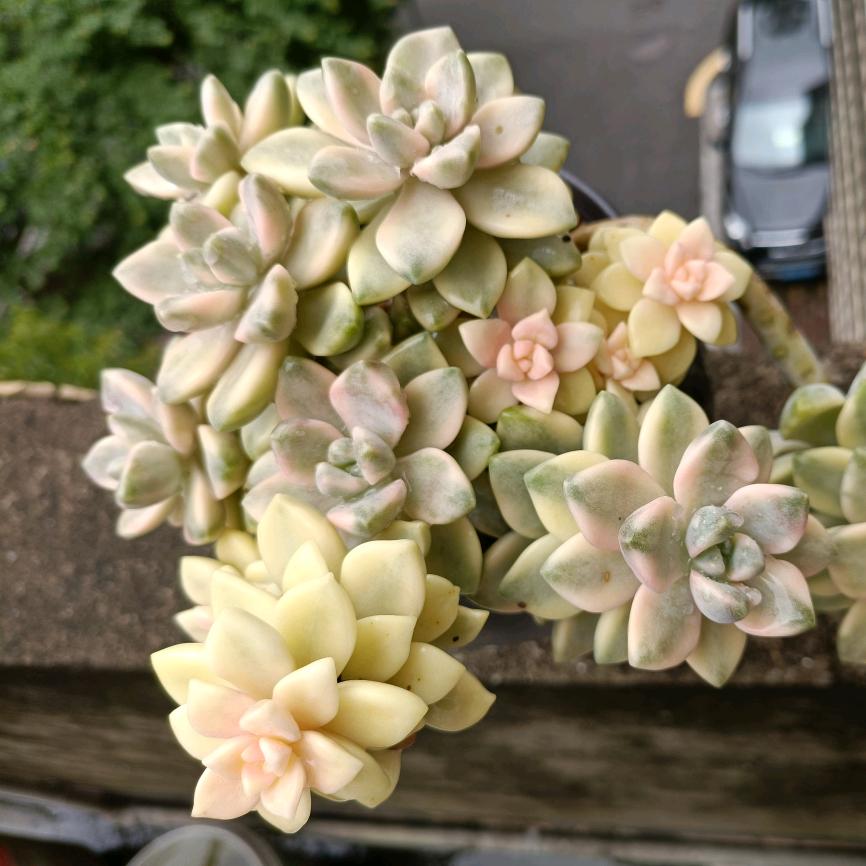 ⌓‿⌓小舟(˵¯͒〰¯͒˵)