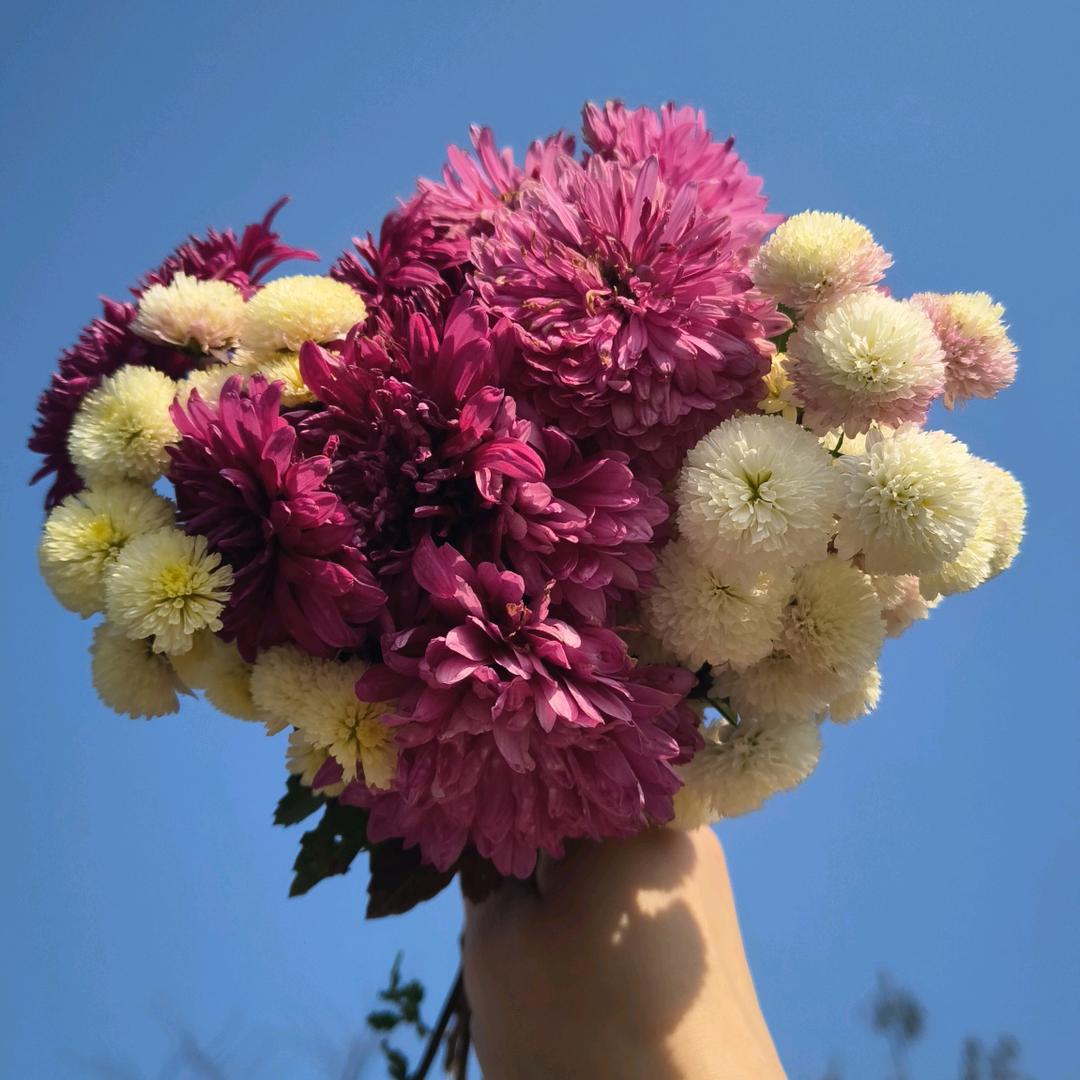 彬菲