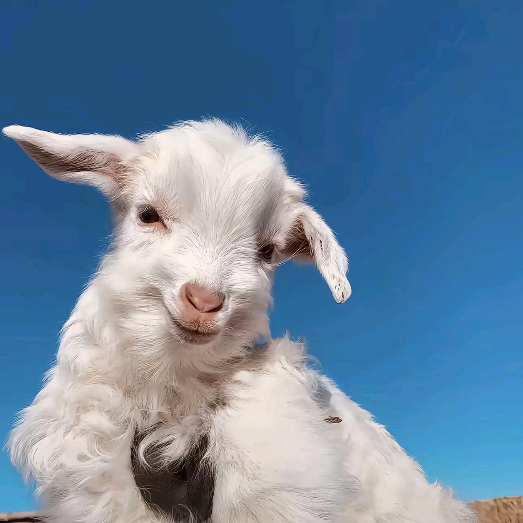 sheep🐑