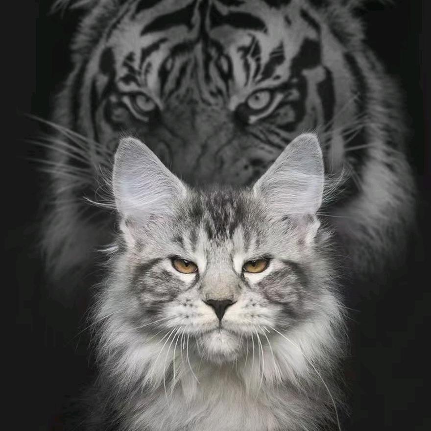 山东奥斯卡缅因猫工作室