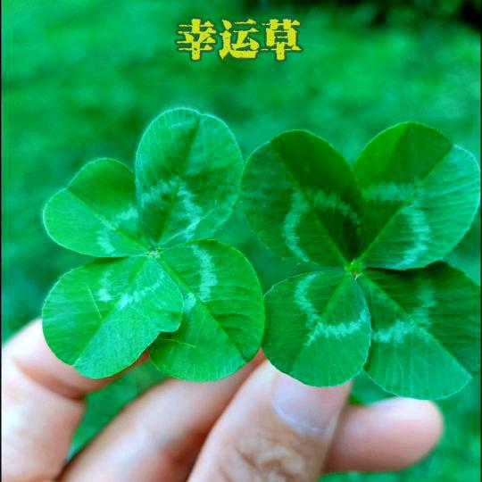 没人能懂妹的心