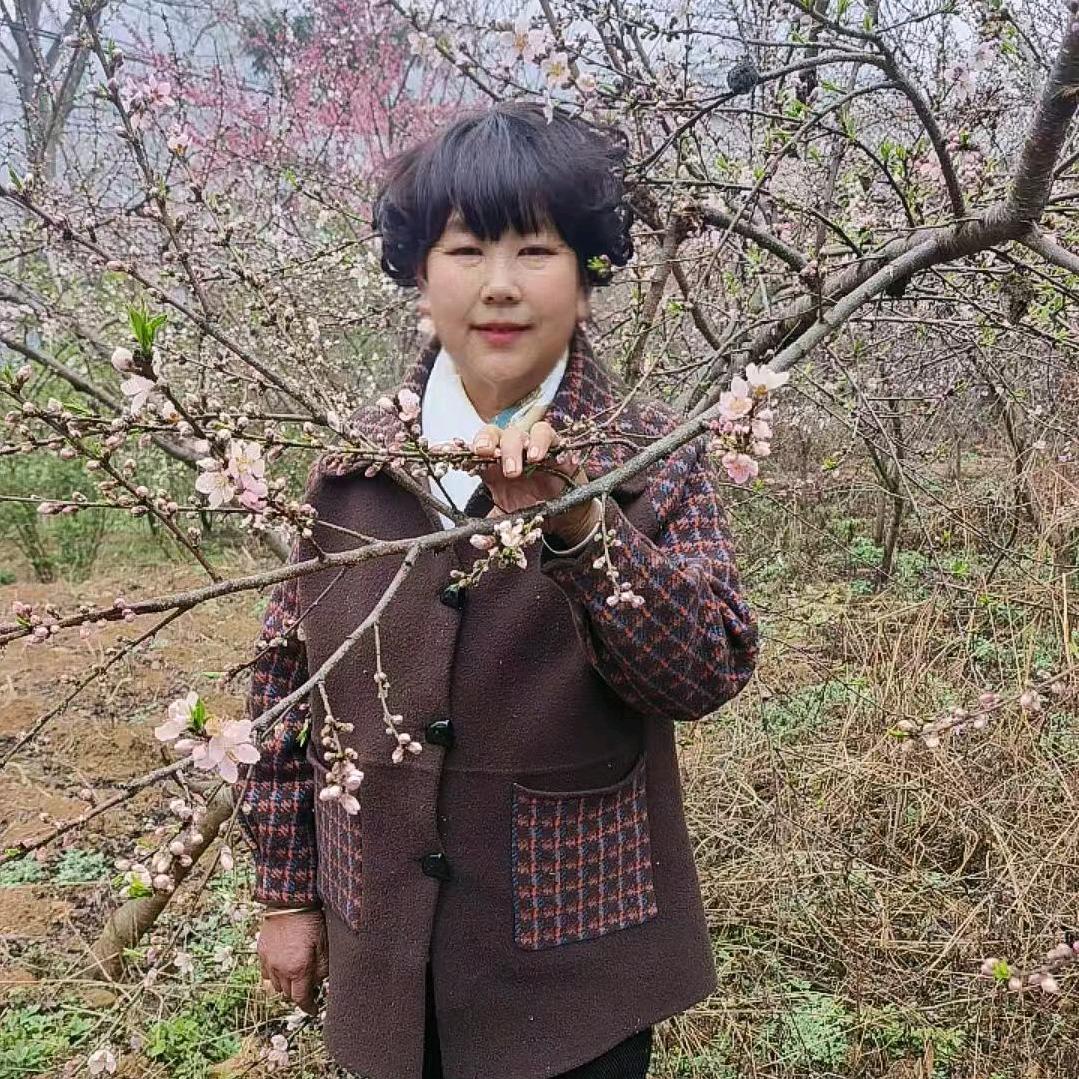 兴菊