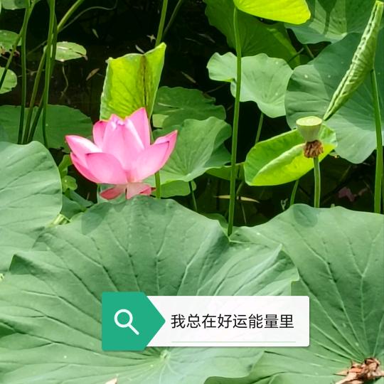 顺应自然 Li