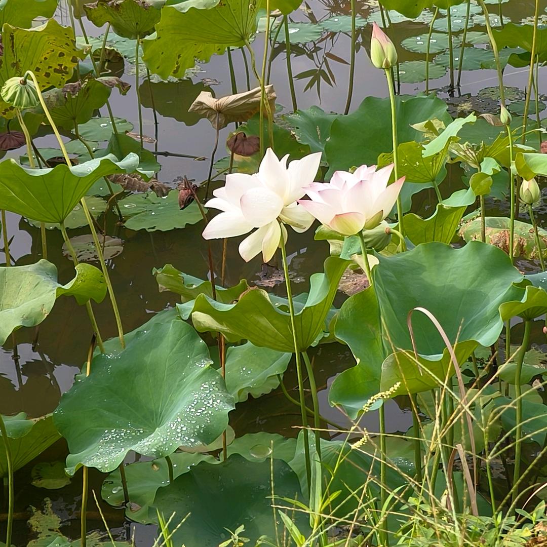 🦋ꦿ໊余生᭄🕊随心᭄ꦿᩚ٭