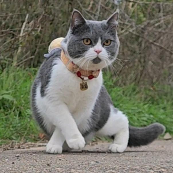鸡排猫