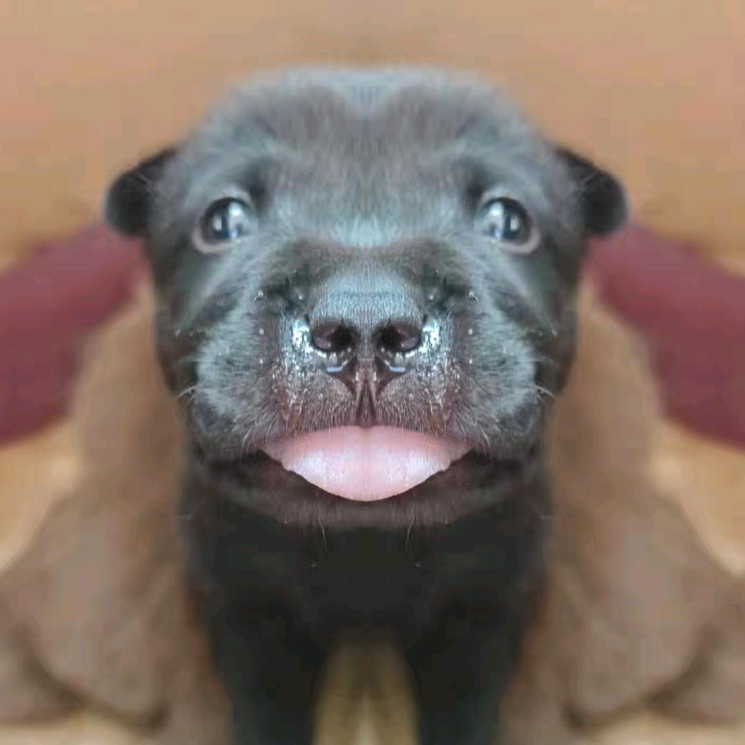 勇敢的人先享受胜利