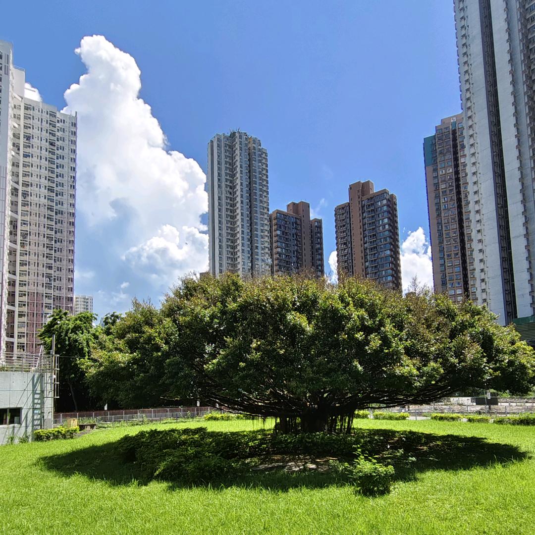 顺风顺水🇭🇰
