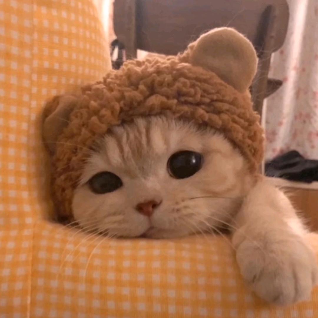 AAA—王哥没钱爱吃香菜