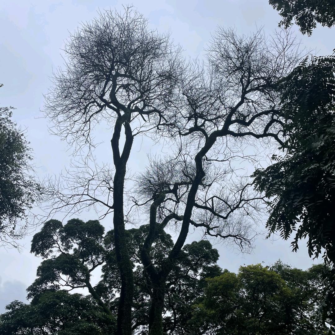 阿陈