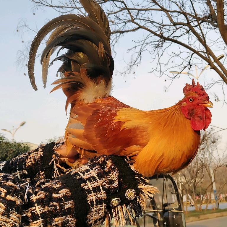 辉县养鸡🐔亮哥