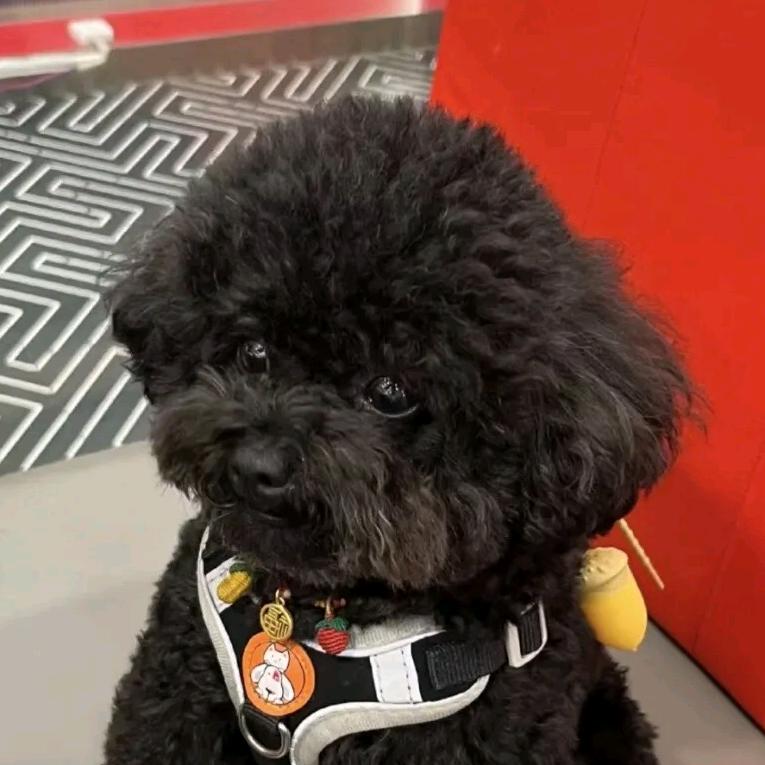 卖罐子蛋糕的妞妞（无畏契约）