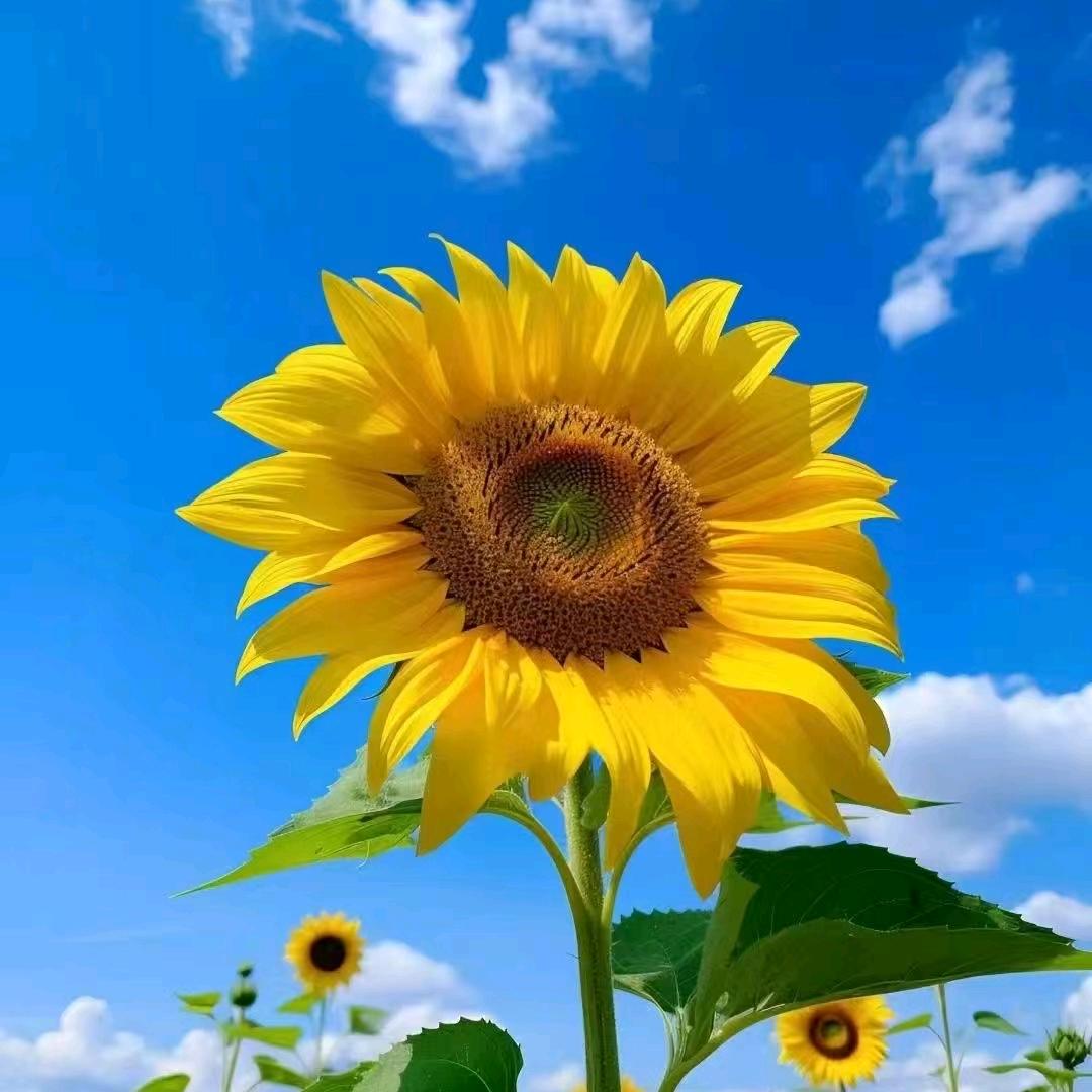 瑾愈