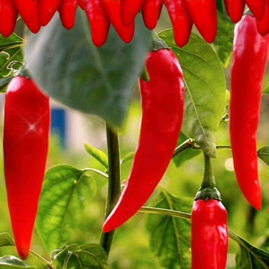 🌶️🌹🌹