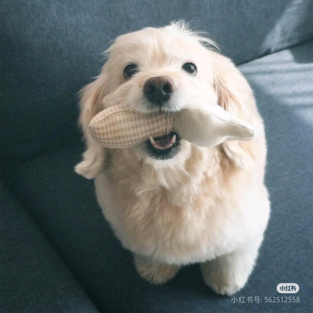 海边看日出