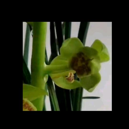 磊鑫花卉，盆景园