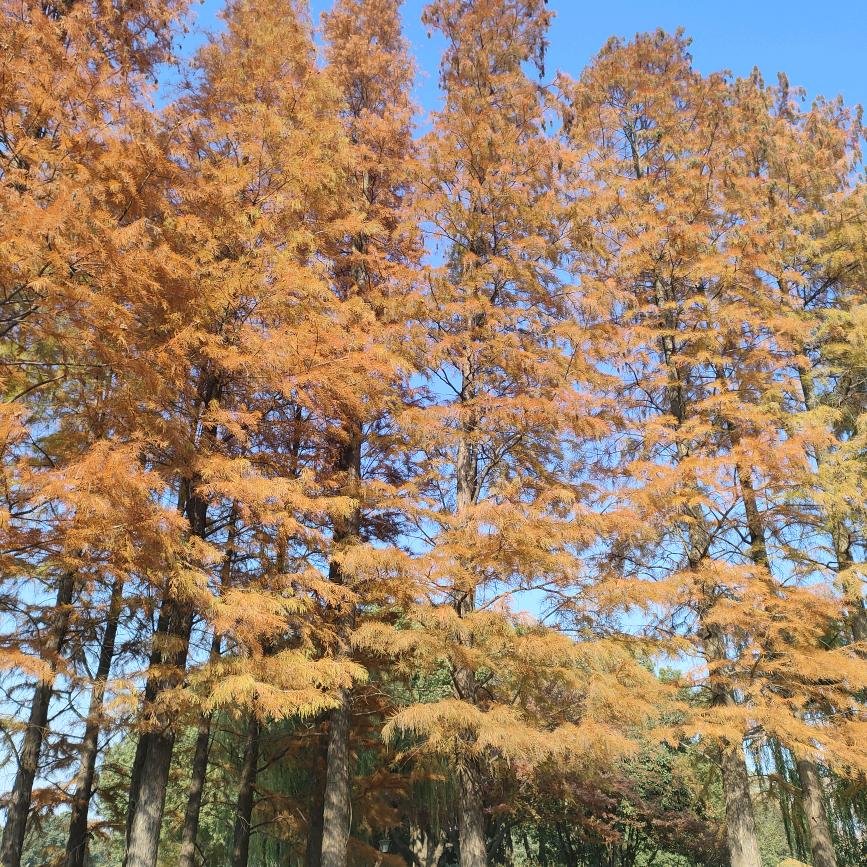 莲