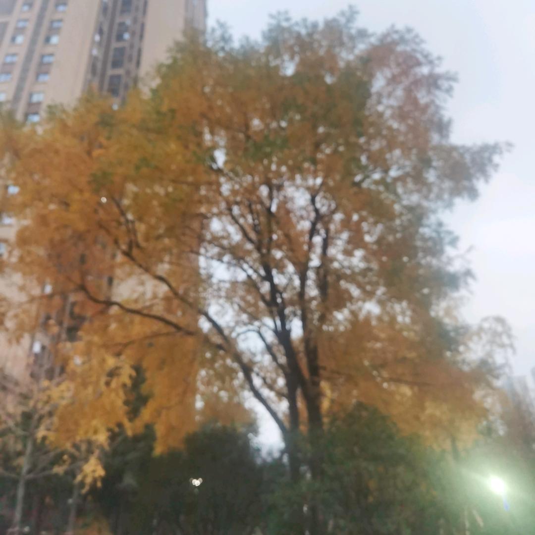 （ღ꯭爱恋&随缘࿐໊