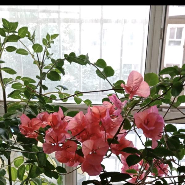 花朝十一         装修墙面姐