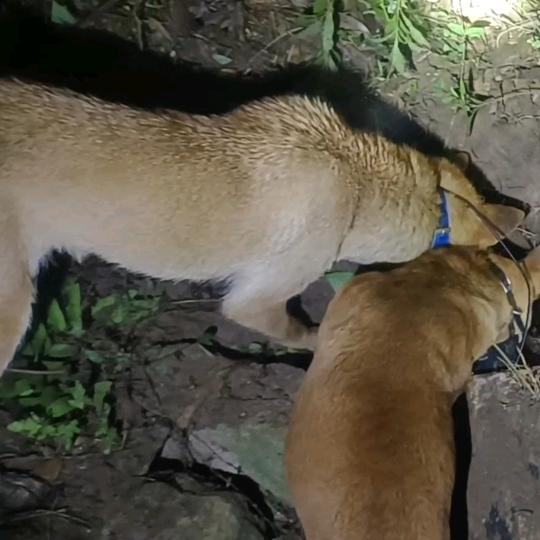 巴克（   将军）