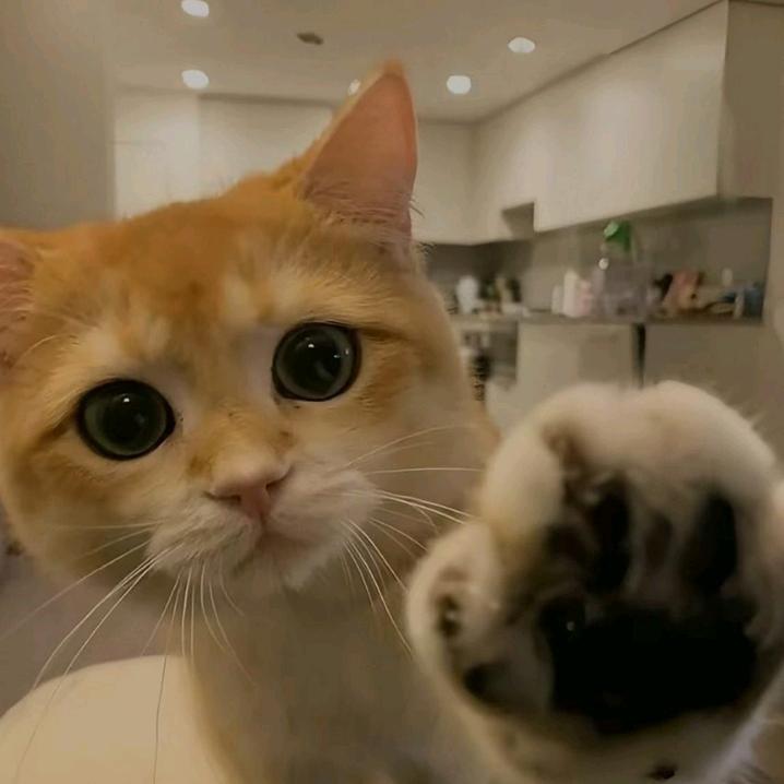 勹熀