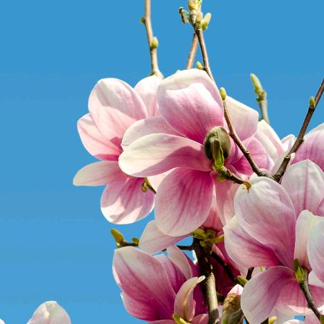玉兰花开