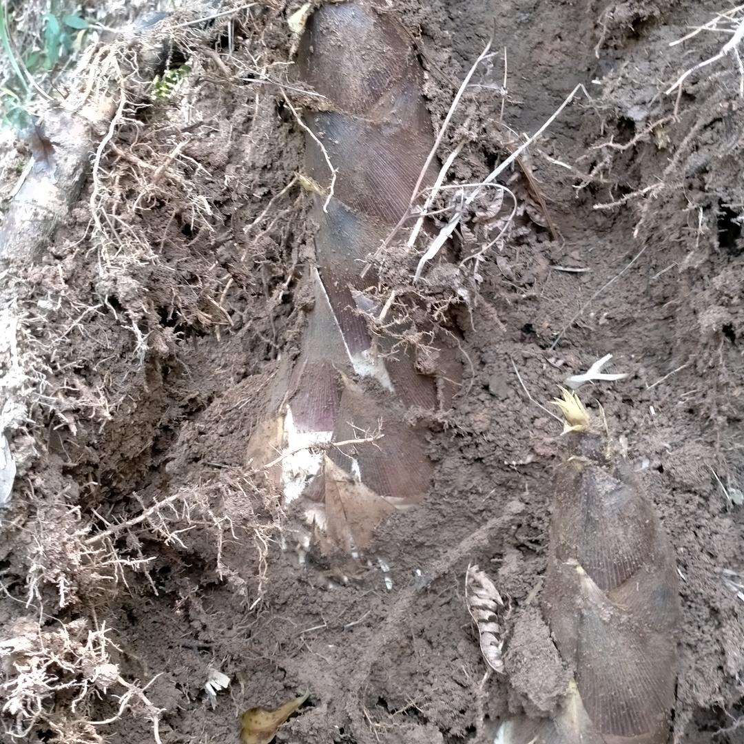 雨中漫步