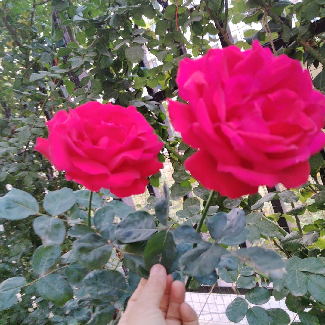 玫瑰花