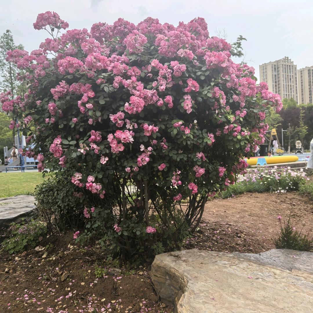 我爱花