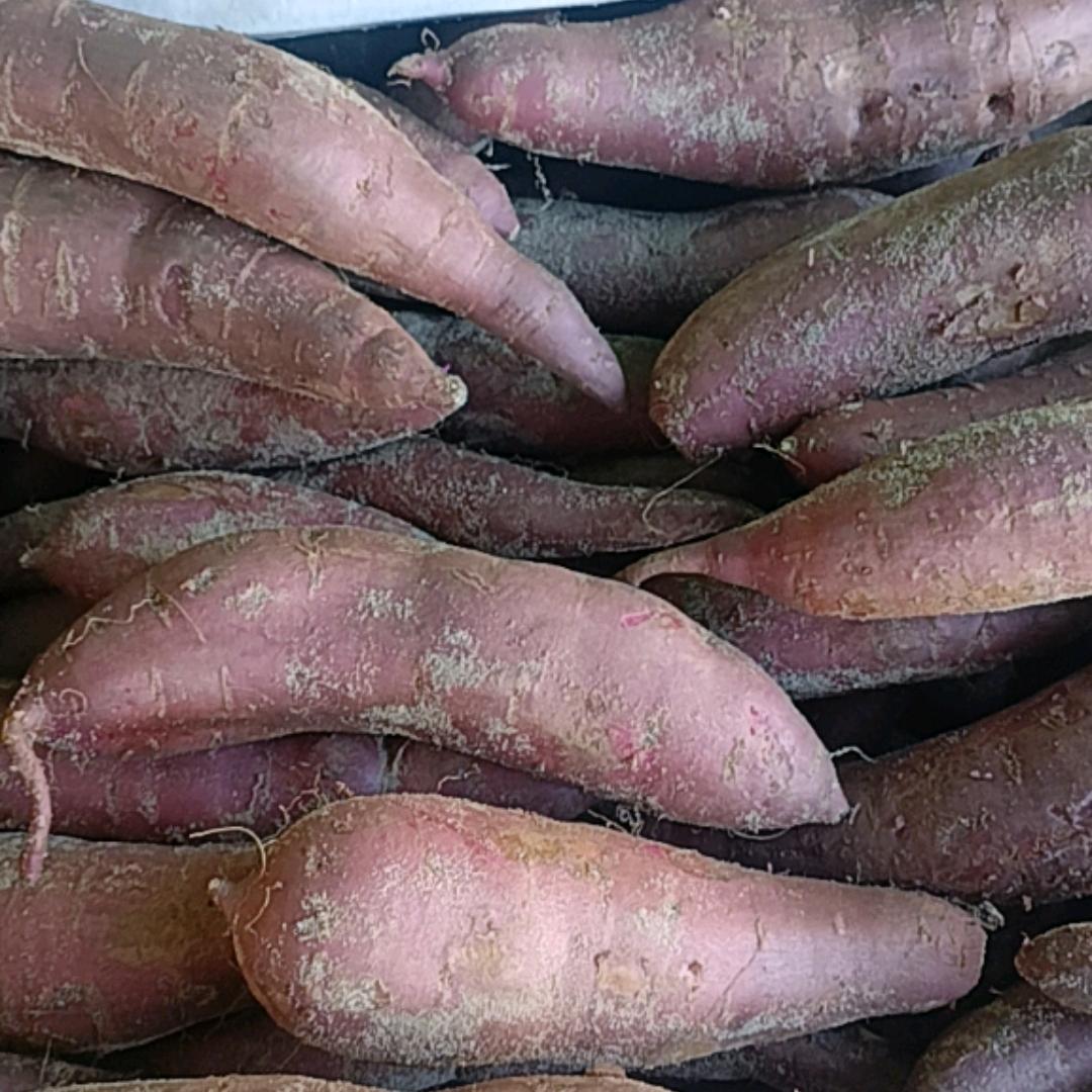 小香薯