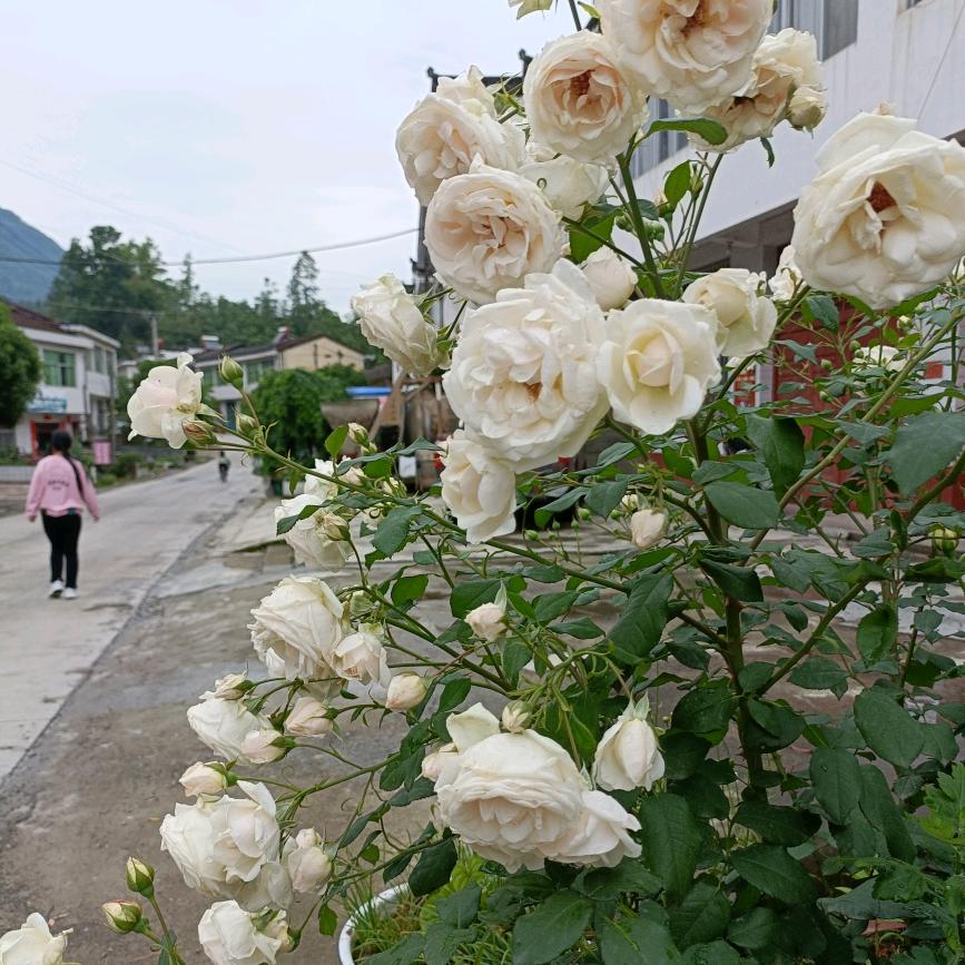 许我三千笔墨绘你倾世容颜