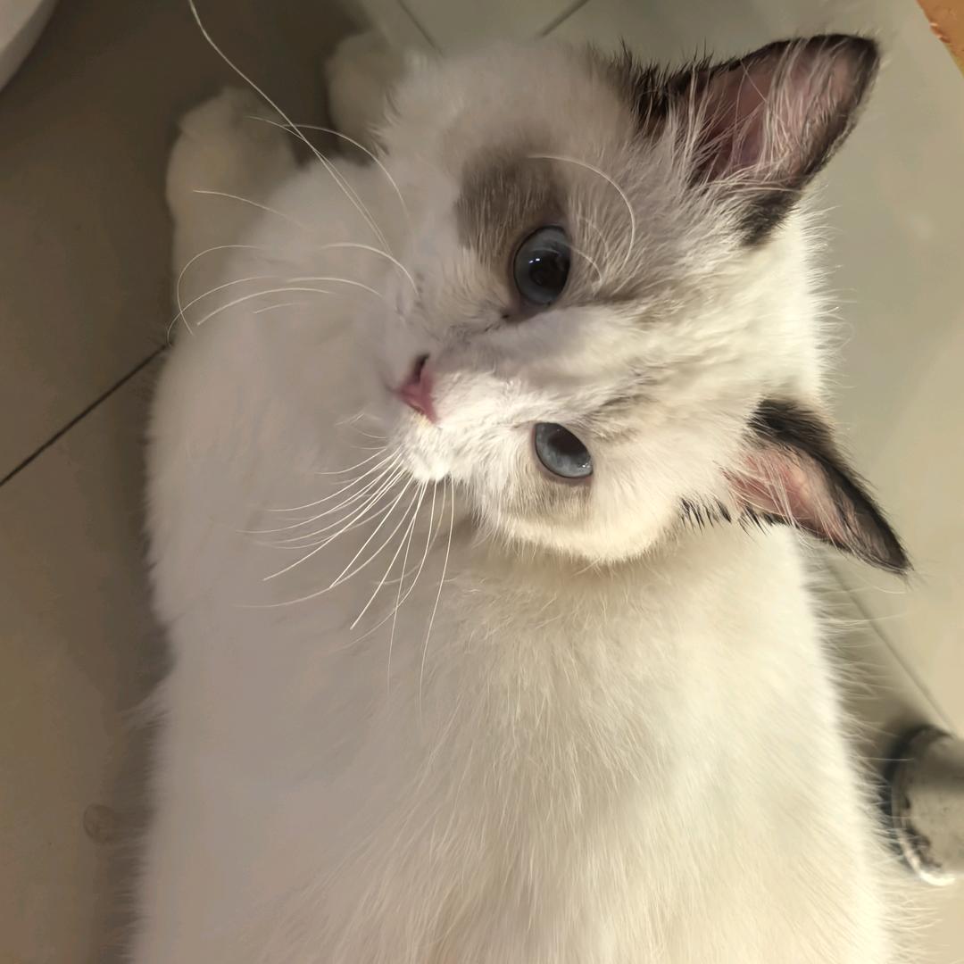 家有小猫咪