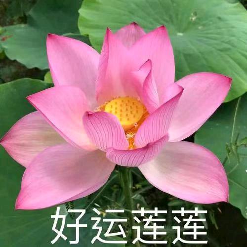 群