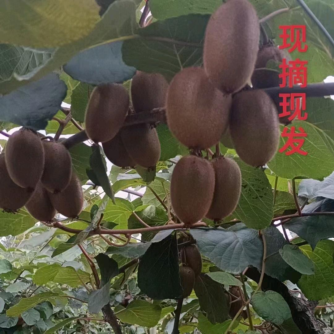 丽姐猕猴桃
