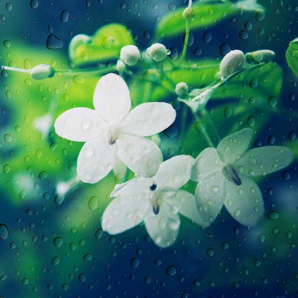 梅花