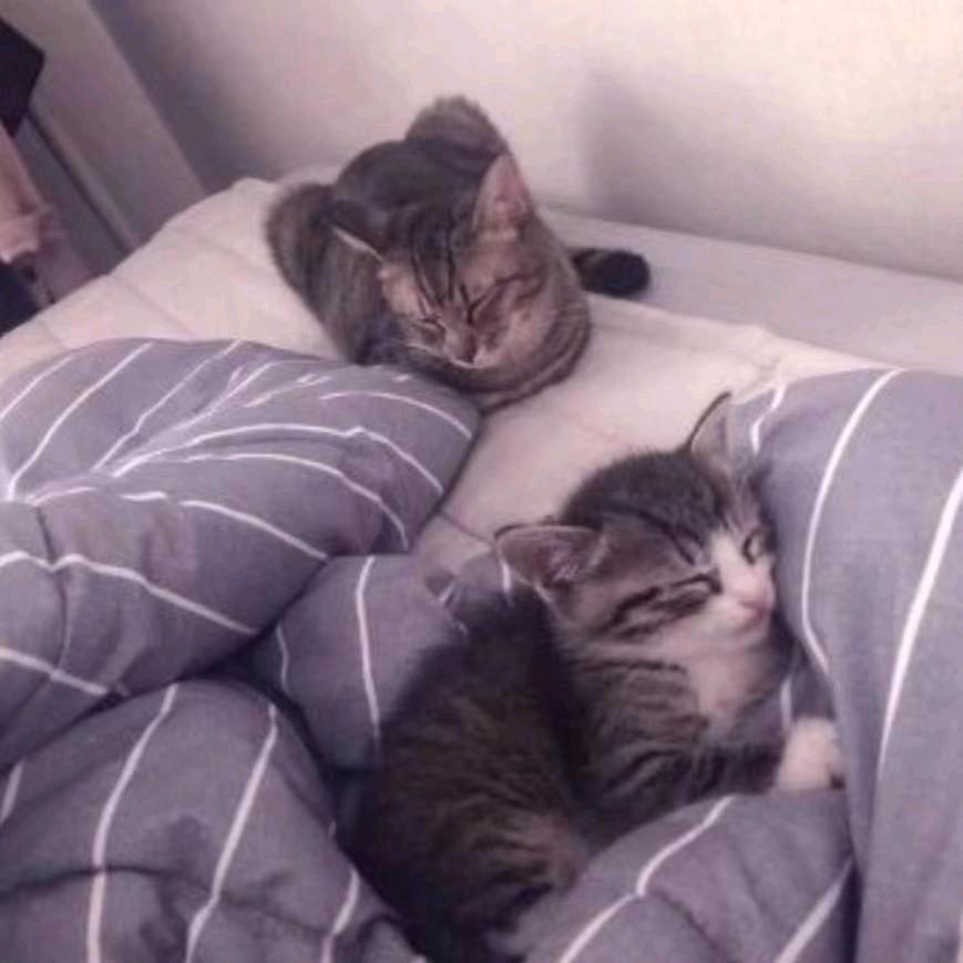 辉煌胖橘凡哥严选主播