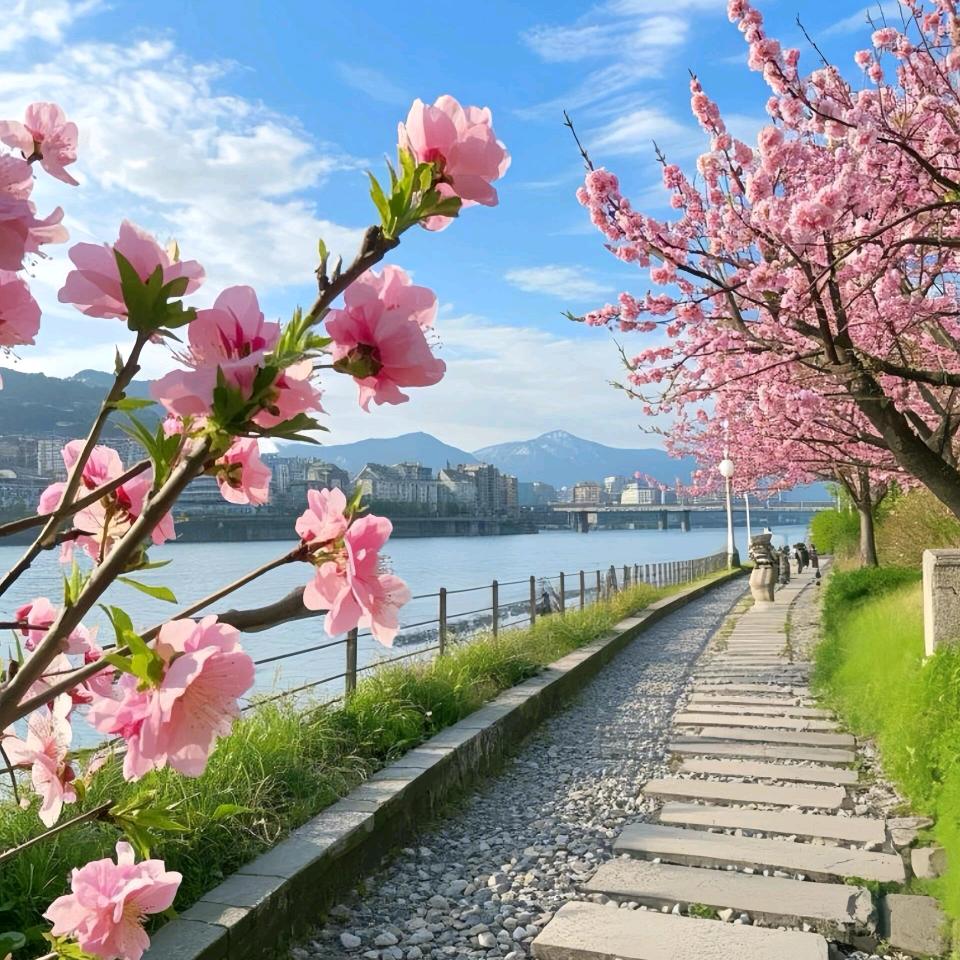 花开富贵🌸6