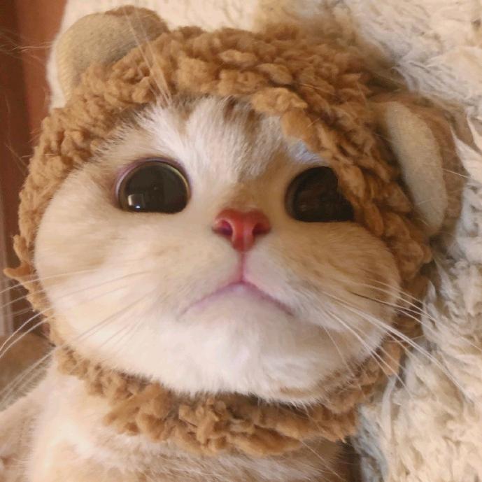 我的折耳猫