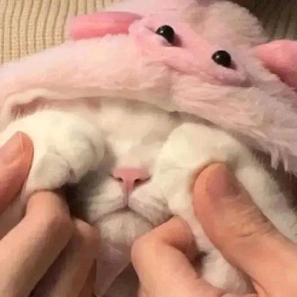 仙贝.