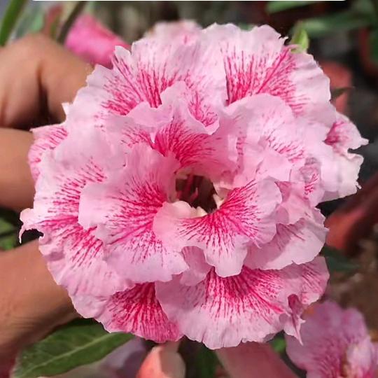 花开富贵花卉