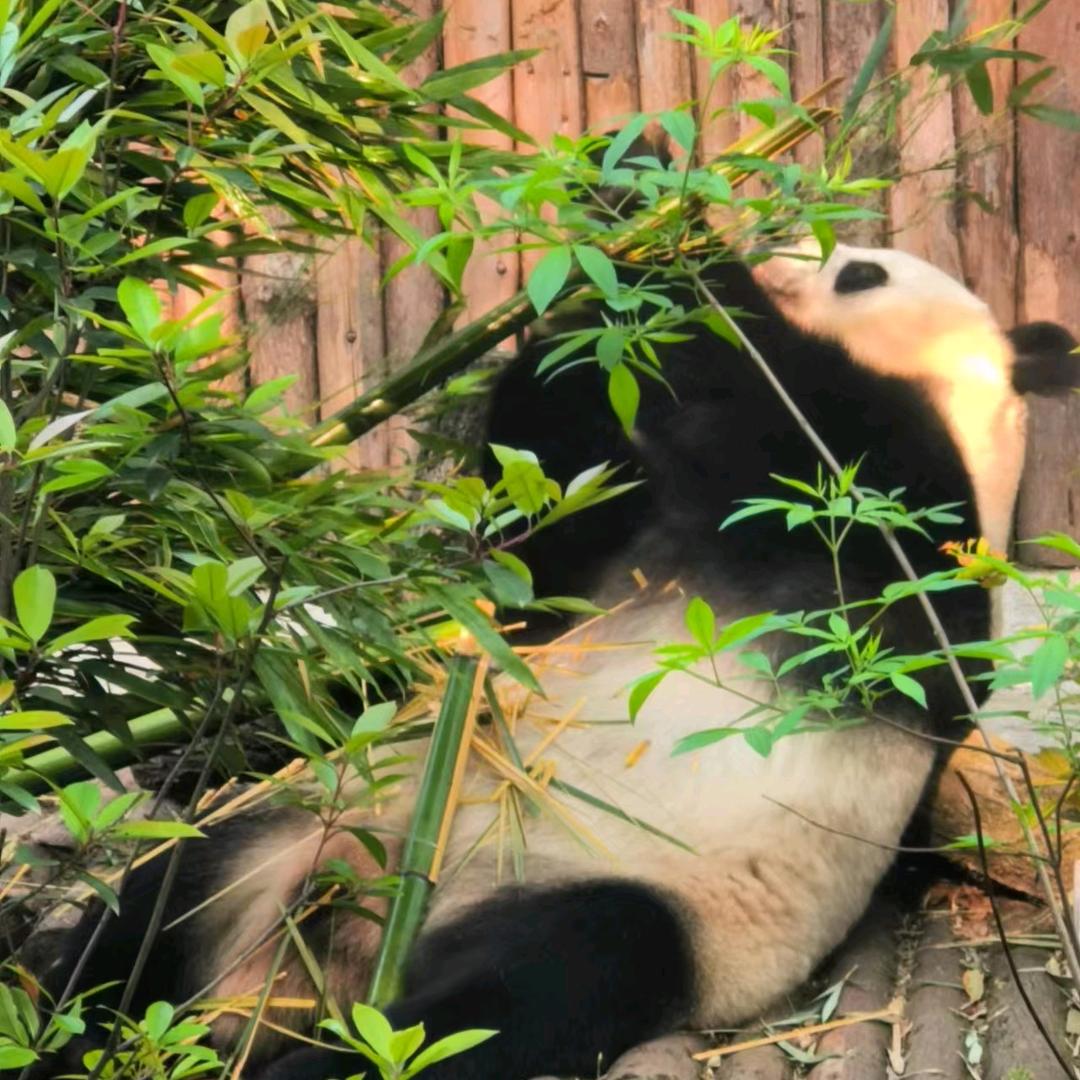 三月春梅