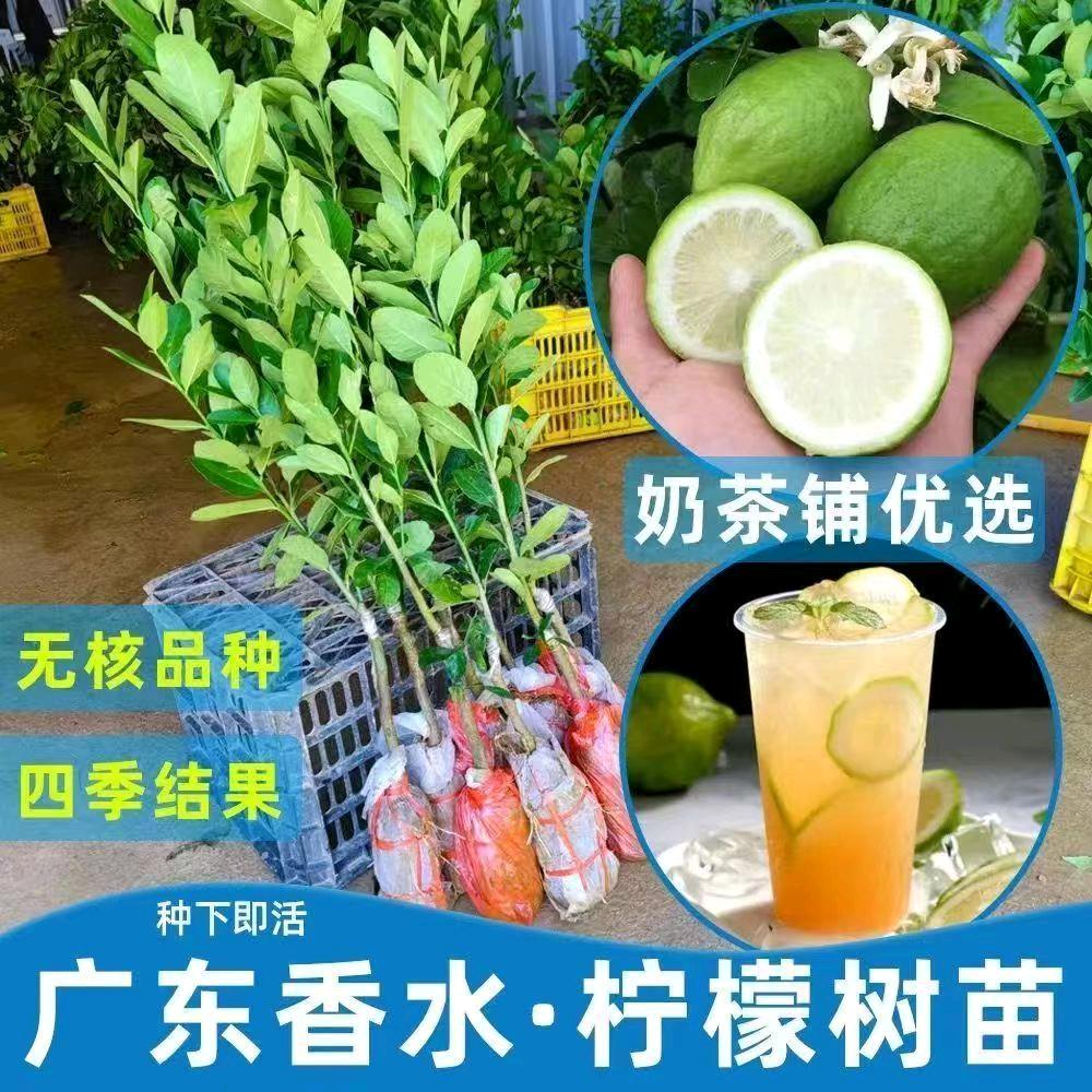 菓露仕锦苗苗木基地