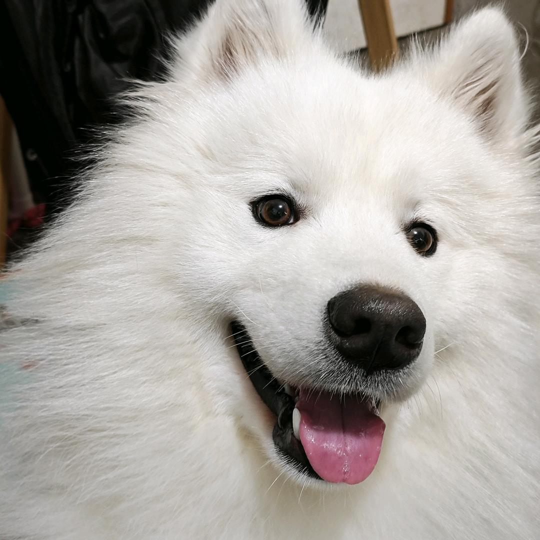 萨摩耶旺仔🐶