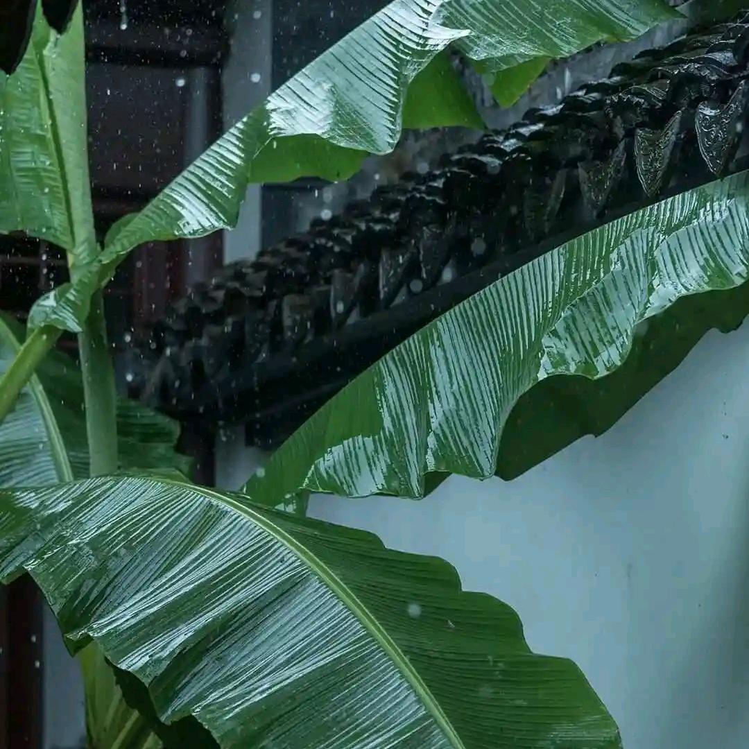 雨中芭蕉