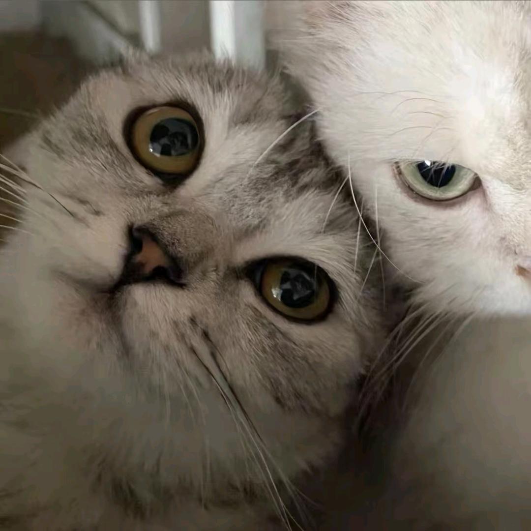 ꪑꫀꫀtꪗꪮꪊ