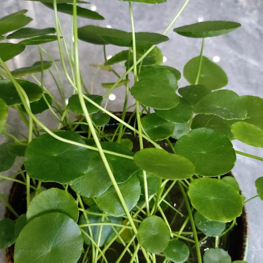 为了种草计划新建号😃😃