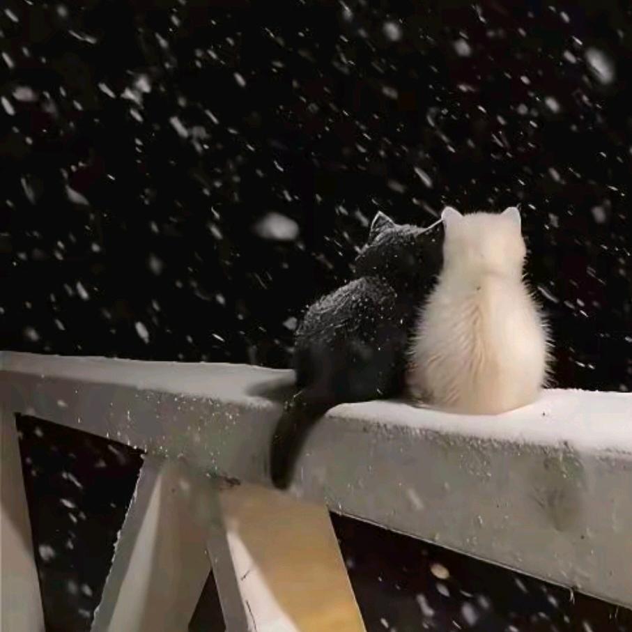 陕西礼泉傻丫头。