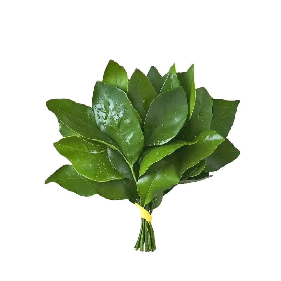 毛豆十四